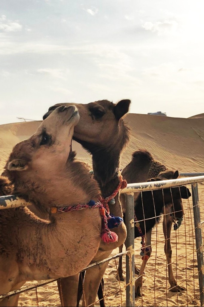 d1934b67 fd66 49d1 a5bd ebf2b4516f74 Show Me Morocco
